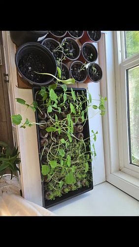 It's time...time to get these starts planted!#garden #freshproduce #outdoorlife