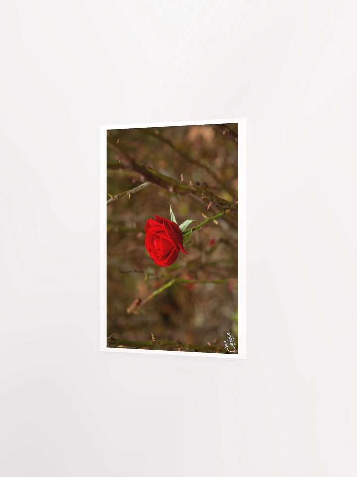Roses Thorns - Print product image (2)