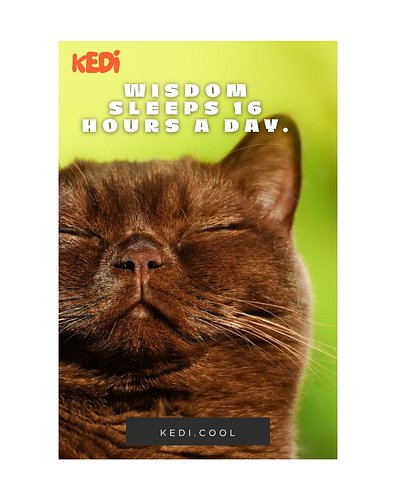 Shop Unique Cat-Inspired Yoga Apparel & Accessories

Looking for comfortable yoga clothes with unique cat designs? Our online...
