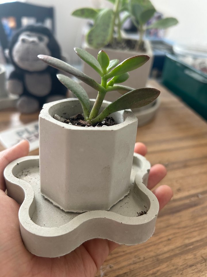 Live plants product image (2)
