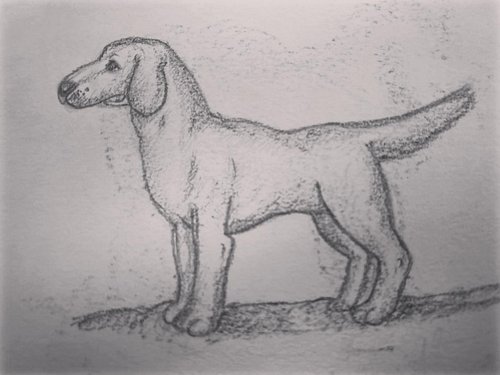 Ahh I found a dog sketch! 2019. #dogdrawing #sketch #pencildrawing