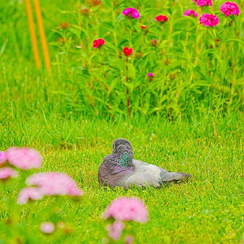 Got some cute pictures of this pigeon preening. It got a feathers stuck to it's beak & struggled a bit to remove it, before n...