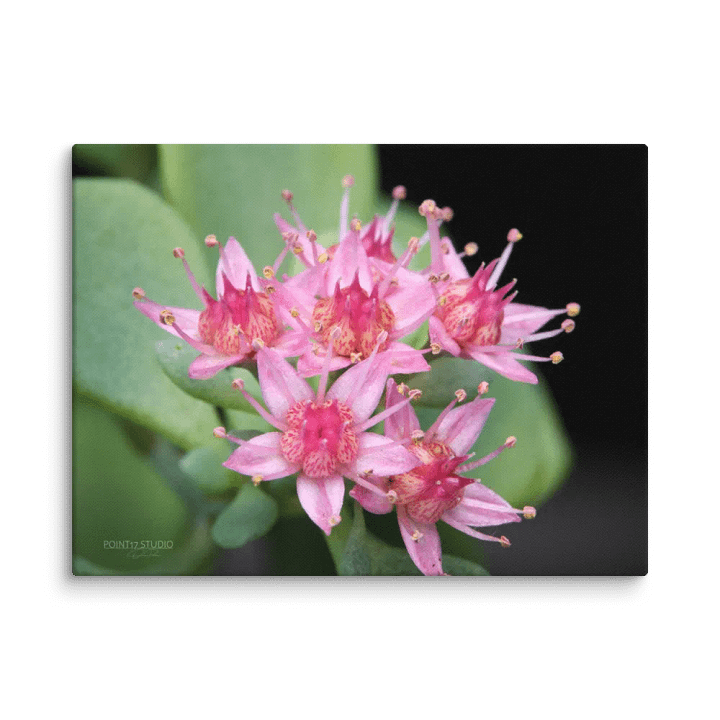 Sedum Blossoms - Print On Canvas product image (2)