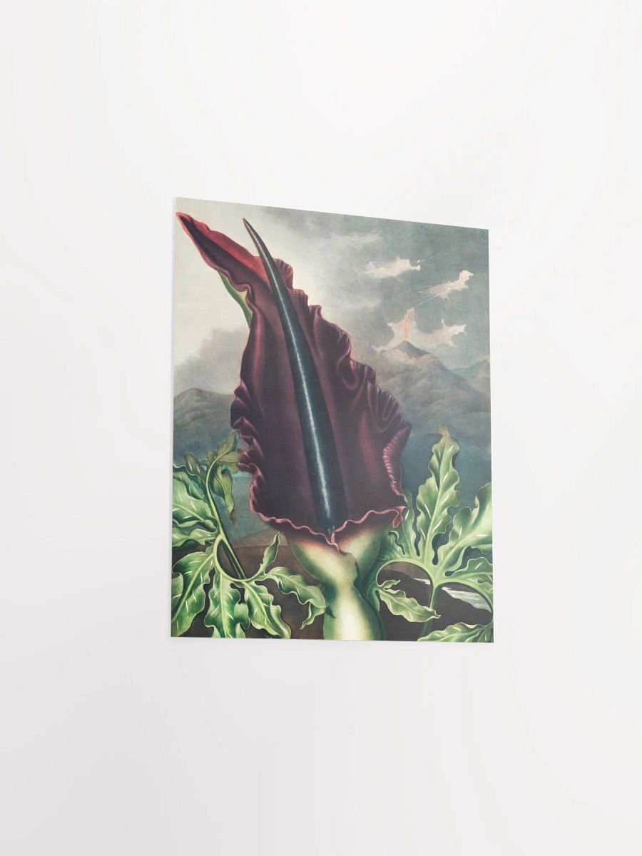 Majestic Maroon Flower Poster product image (6)