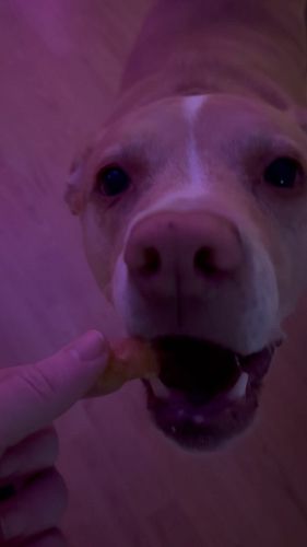 Layla tries to pout at bed time - but can she resist a tater tot? #dogsofinstagram #dogoftheday #dog #dogs #podcast