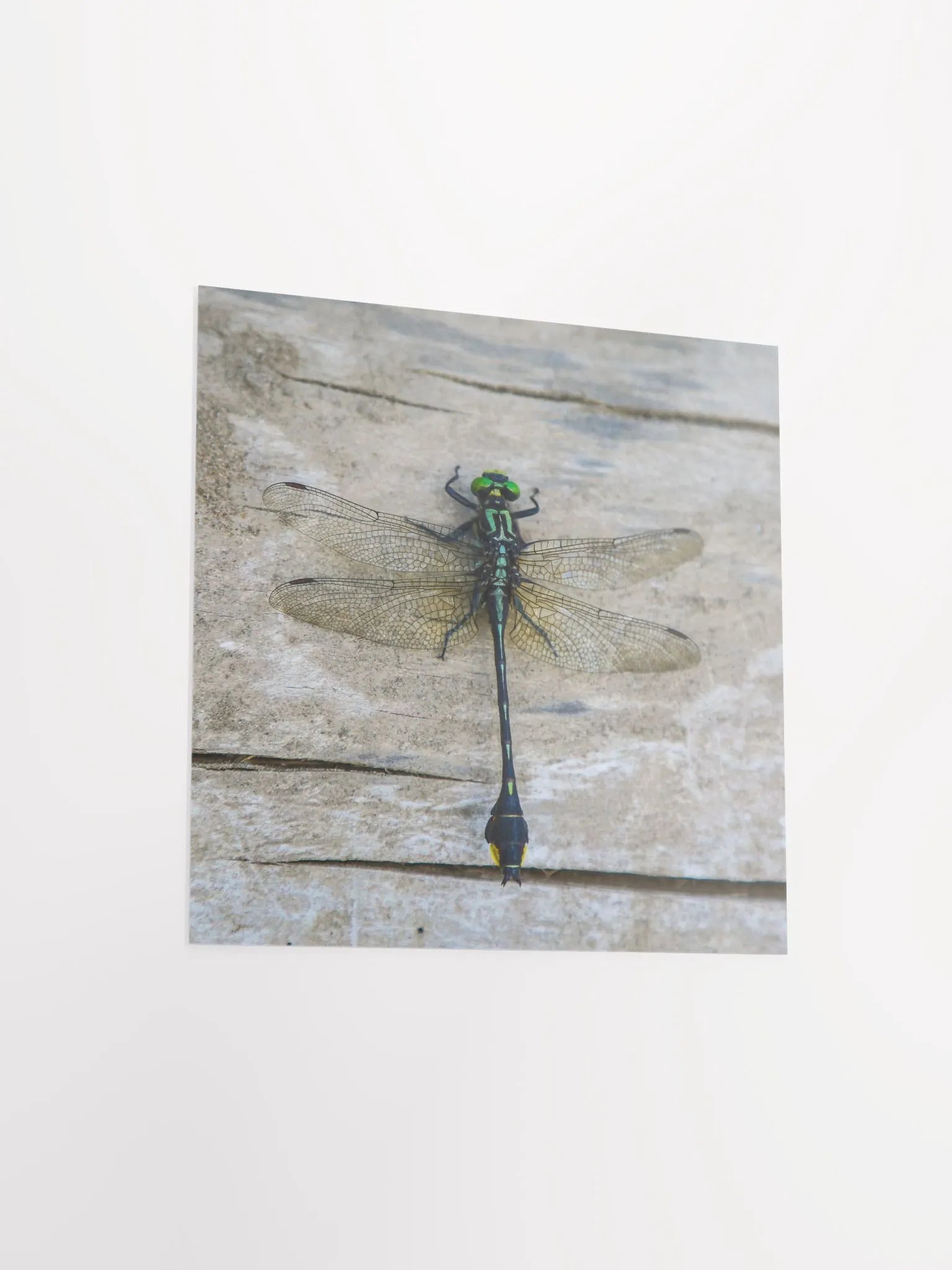 Dragonfly - Poster product image (12)