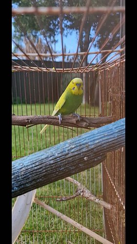 They wanted to grow their family 🐦🐦🐦🐦 #Budgies #birdsofaustralia #budgieeggs #family #dad #mum #babies #babybird #babybudgies...