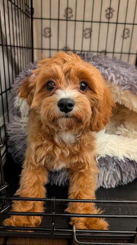 Leo's Room and Board Potty Training Day 15, featuring Monty! 

PAWRRIFIC PUPPY™ Potty Training Perks! 

At PAWRRIFIC PUPPY, w...