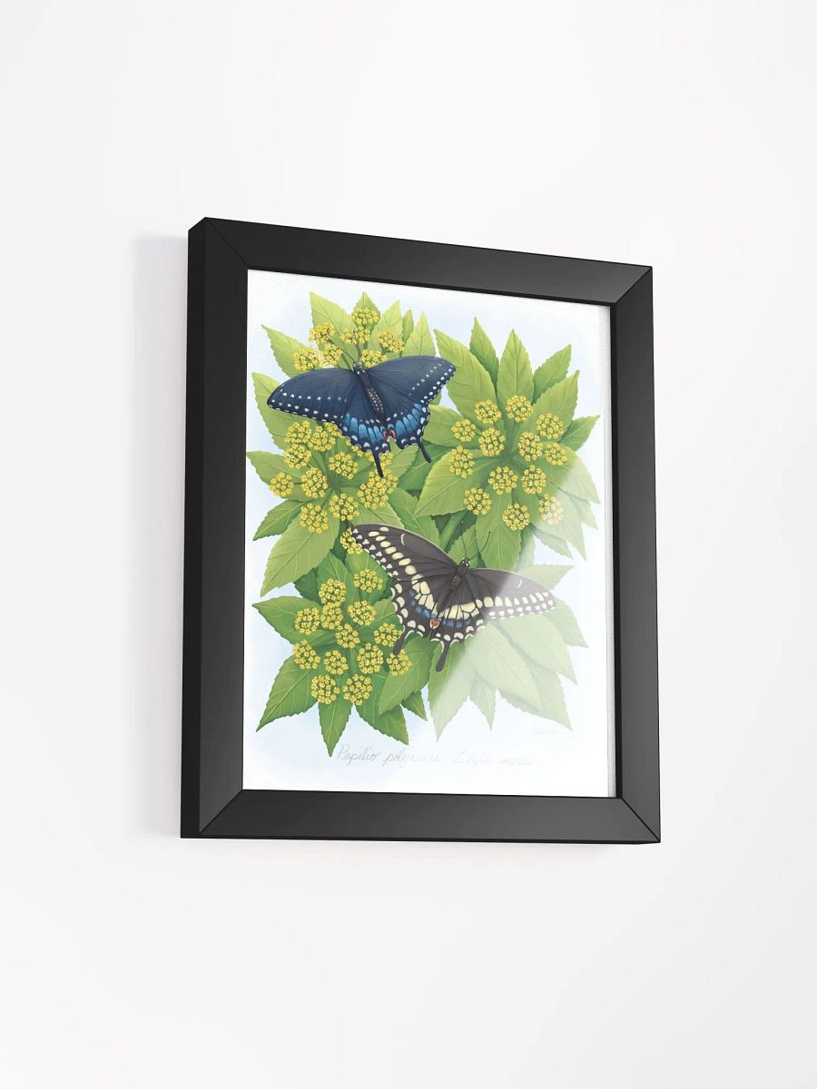Black Swallowtails product image (20)