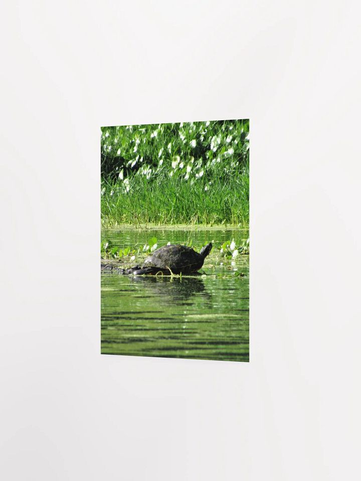 Turtle / FL product image (16)