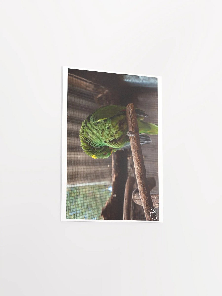 Green Feathers - Print product image (3)