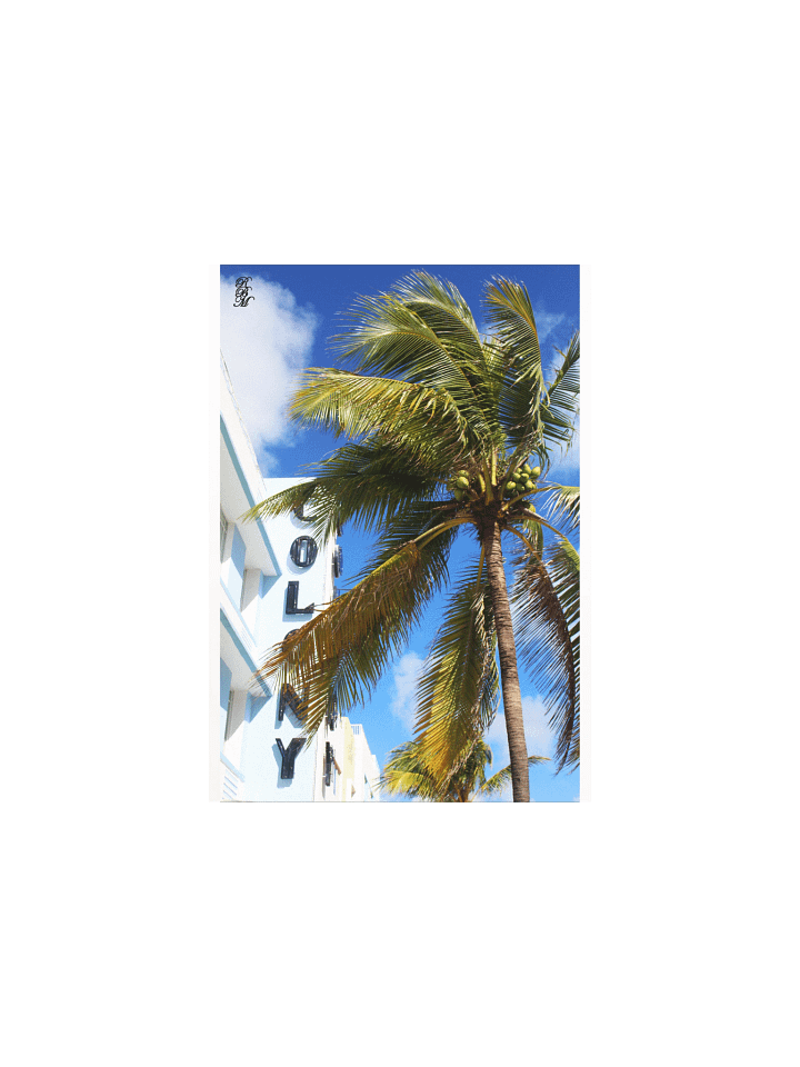 Palm Tree on Miami Beach product image (4)