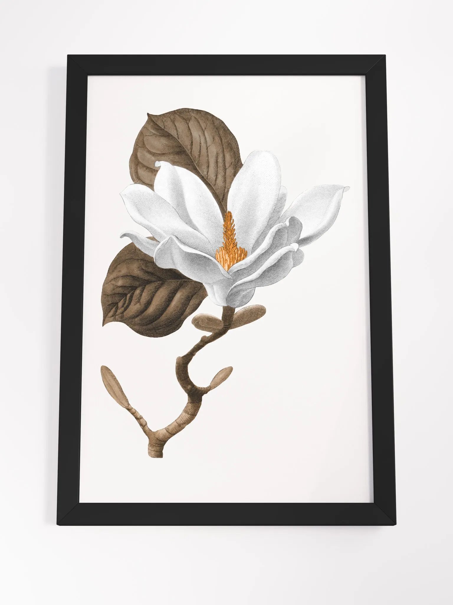 Magnolia Grandiflora #2 Framed Print product image (4)