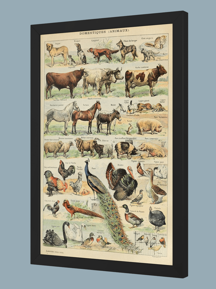Le Larousse pour tous product image (1)