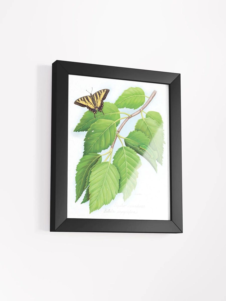 Tiger Swallowtail on a Birch tree product image (18)