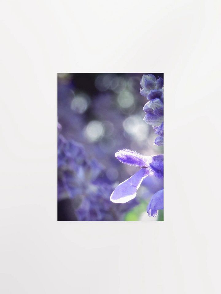 Wisteria 5 product image (10)