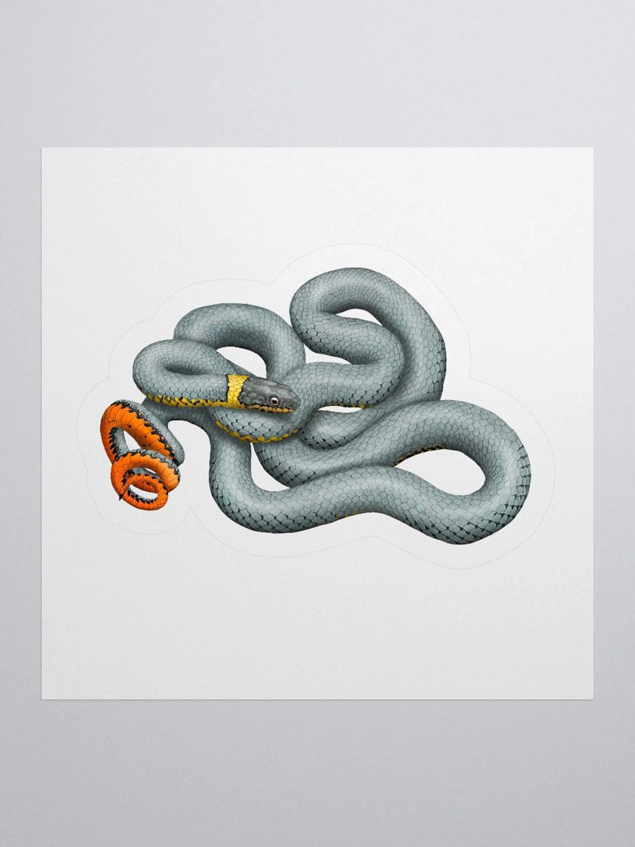 Die-Cut Sticker – Regal Ringnecked Snake product image (1)