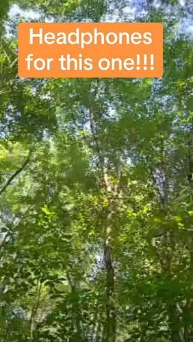 This is wild!! #fyp #bigfoot #viral #insta #instagram #cryptid #yt #youtube #tiktok #sasquatch