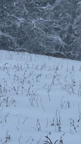 I revert my statement about any rut activity right now.  These deer are in all out survival mode here in New York now.  We we...
