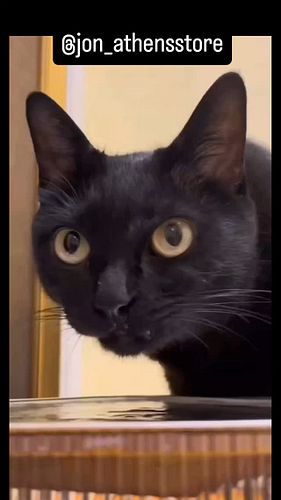When your cat decides to be smart! Follow for more! 
. 
. 
. 
. 
Random black funny cat slurping water! 🐱😝
.
.
. 
. 
. 
. 
.
...