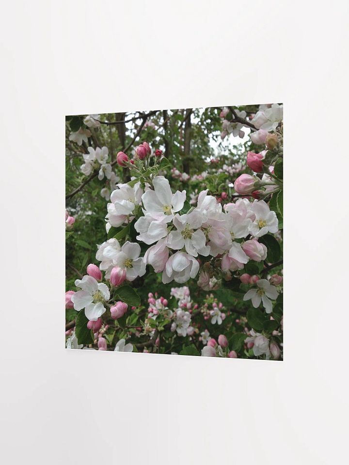 Apple Blossoms I product image (2)