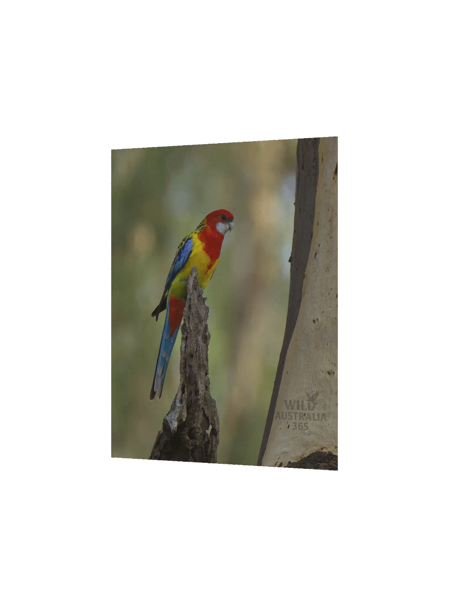 Eastern Rosella. product image (6)