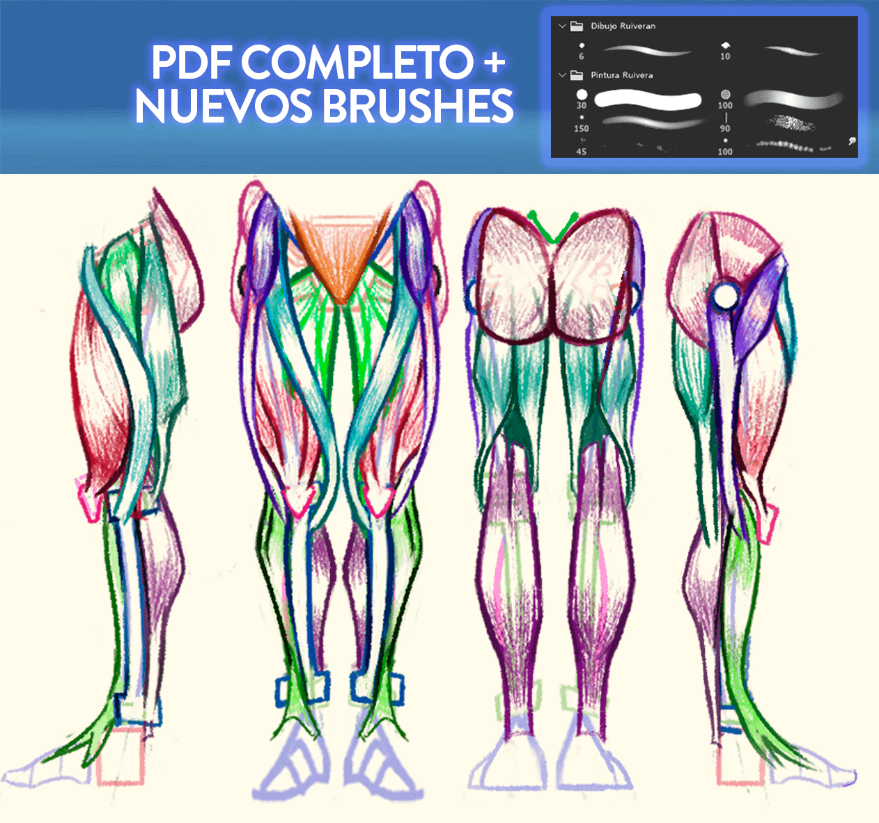 DIBUJA ANATOMÍA EN ACCIÓN (Full PDF)+ Pinceles 2025 + Rutina de Prácticas product image (3)