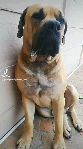 #doggo #doglife #doglove #furfriends #furbabies #capetown #southafrica #boerboel #boerboellove #boerboelmastiff