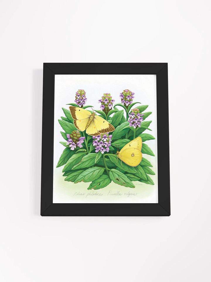Clouded Sulphur Butterflies product image (11)