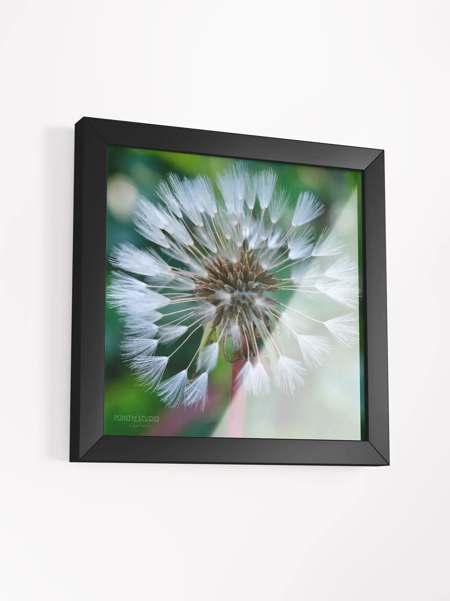 Dandelion #1 - Framed Print product image (27)