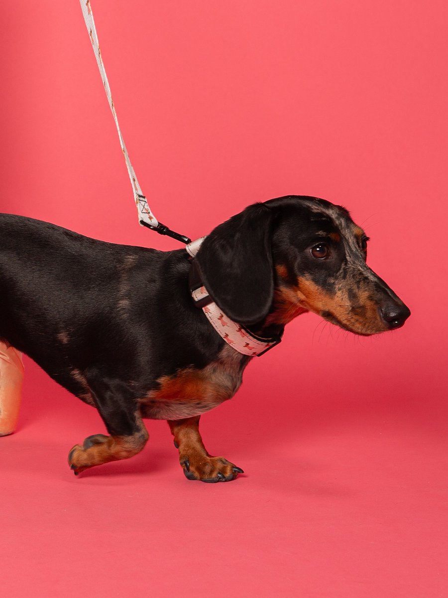 Doxie Collar product image (3)