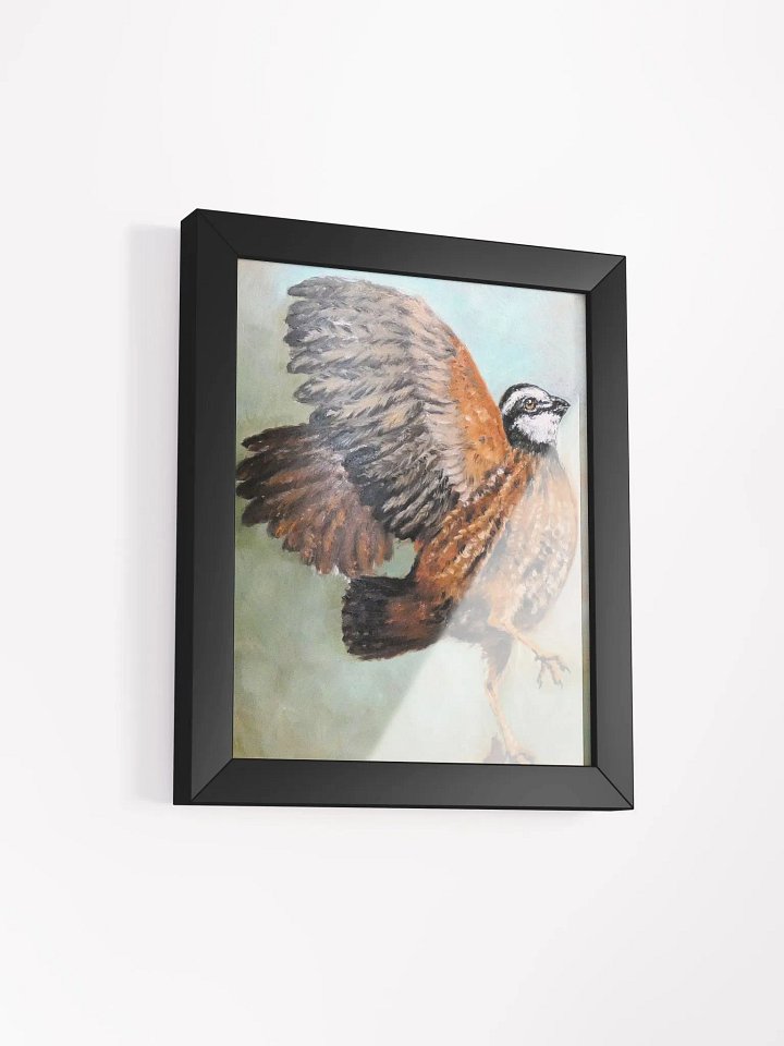 Bobwhite Quail product image (8)