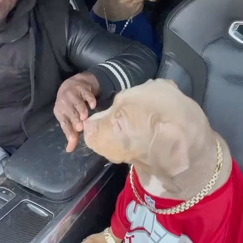 It’s that @officialgiggs dog🐶 fever🤩 
.
.
#funnydogvideos #giggs #ukdogs #2024reels