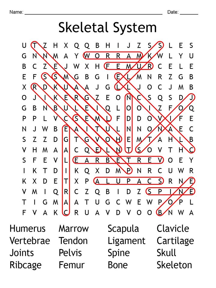 Printable Skeletal System Word Search – Fun Anatomy Puzzle Activity! product image (2)