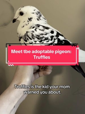Truffles is still undergoing rehab, but will be ready to adopt in about a month 💕 Their gender is unknown. #pigeonrescue #pigeonaspets #petpigeon #pigeontok #pigeons #petbirds #adoptablepigeons #sleeptokenworship 
