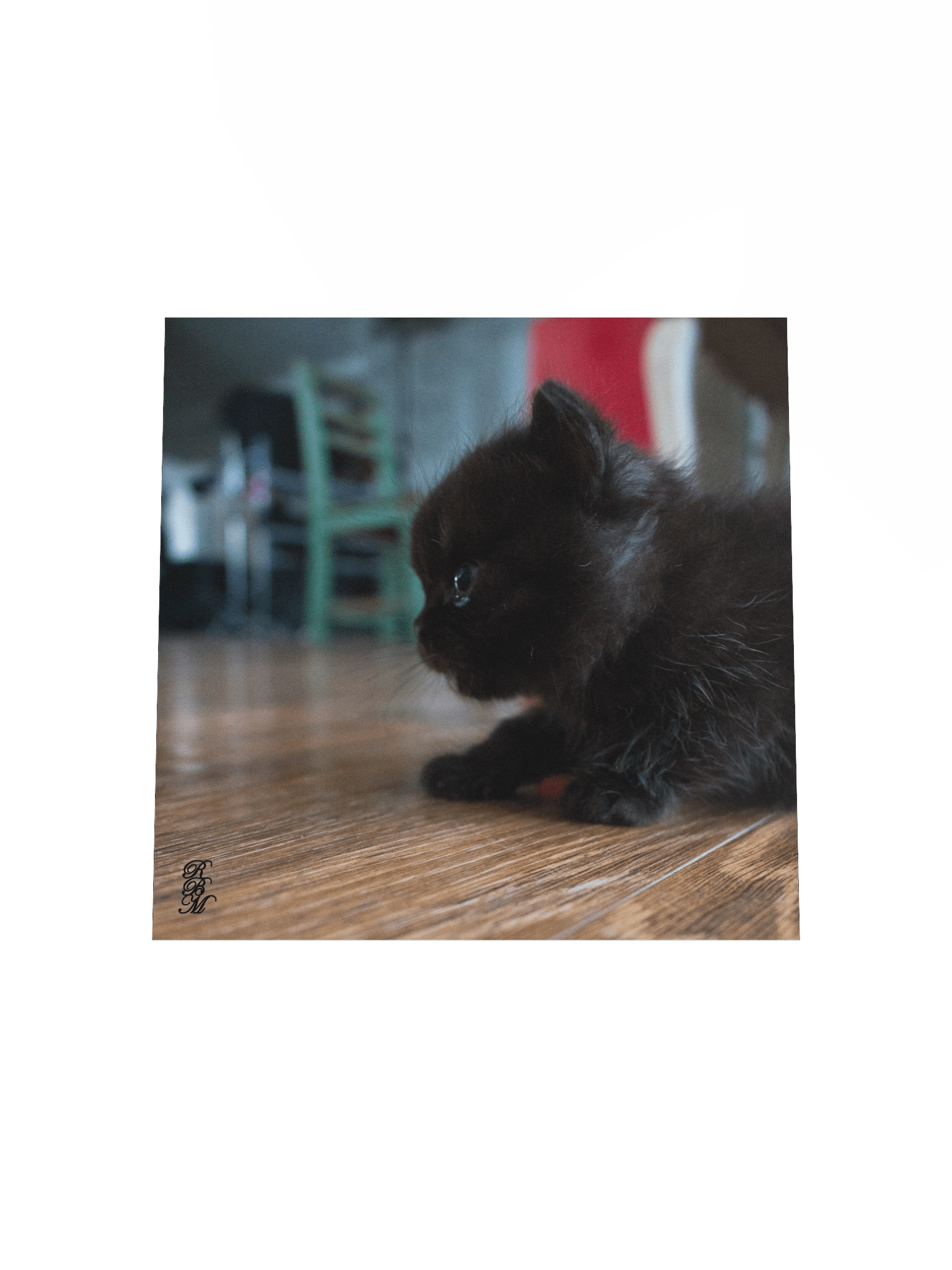 Black Kitten Up Close product image (19)