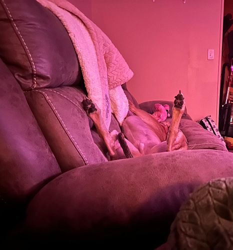 3am. Cant get comfortable. This goof hasn’t left my side in a week. I just wish he would point the other end at me.