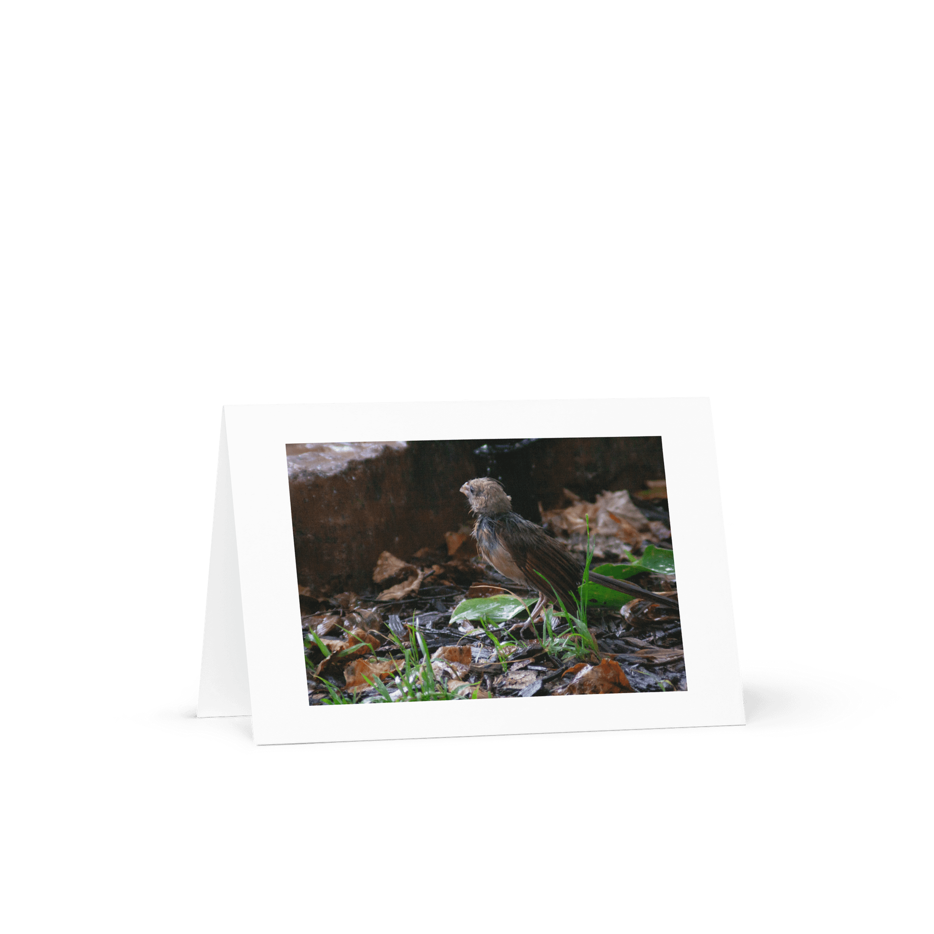 Rainy Day Bird Greeting Card product image (1)