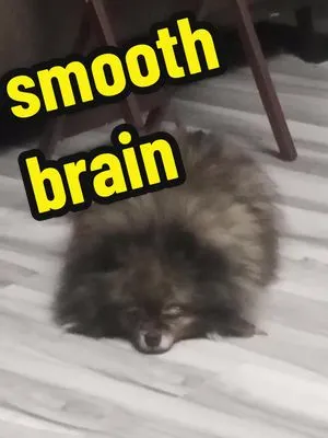 petsitting is fun because you get to give them back to their parents after 🤣 #smoothbrain #pomeranian #dogsoftiktok #fyp 