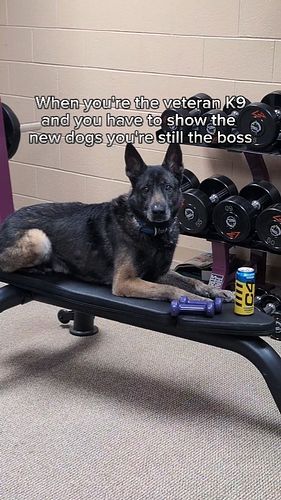 Gotta show em who's boss #k9unit #mtpdk9 #belgianmalinois