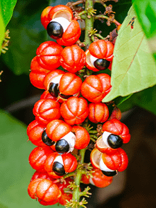 إجوارانا برية product image (3)