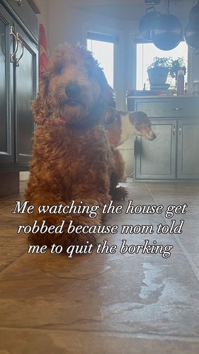 I thought about growling, but nope. 🙂‍↔️