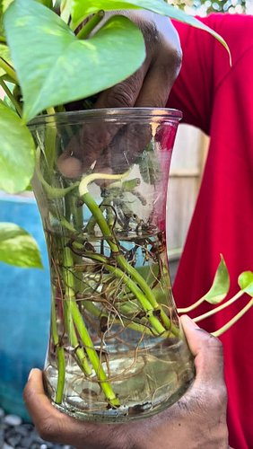 New pots. Fresh soil. A quick feed. A little light. 
That’s really all your houseplants want.
I repotted my ivy, potted a new...