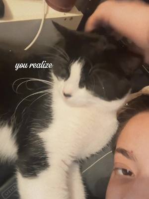 #boycat #catdistributionsystem 