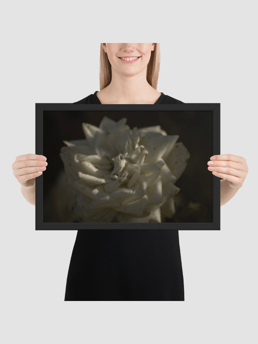 White rose Framed photography Poster product image (2)