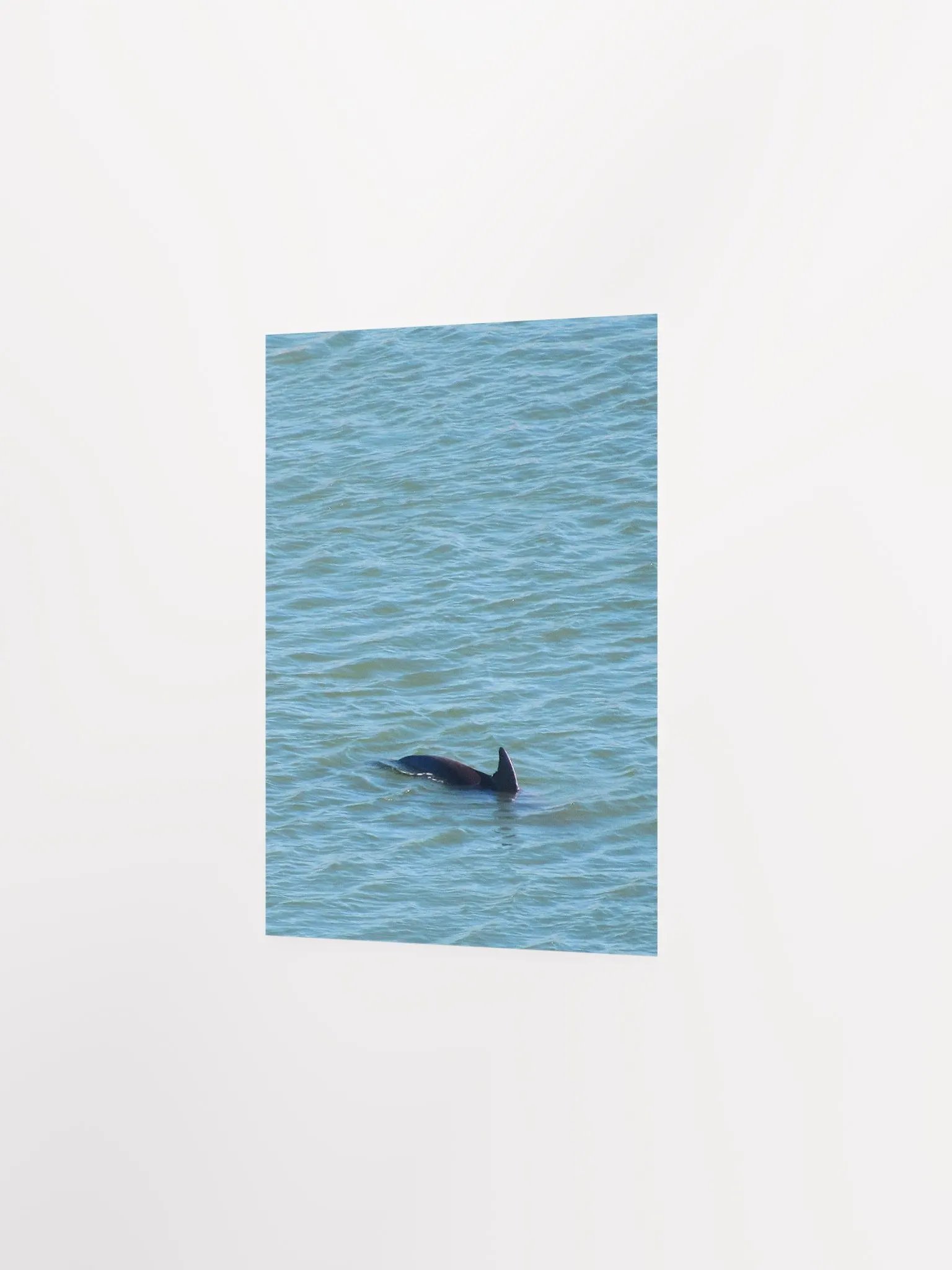 Dolphin Pop-up product image (16)