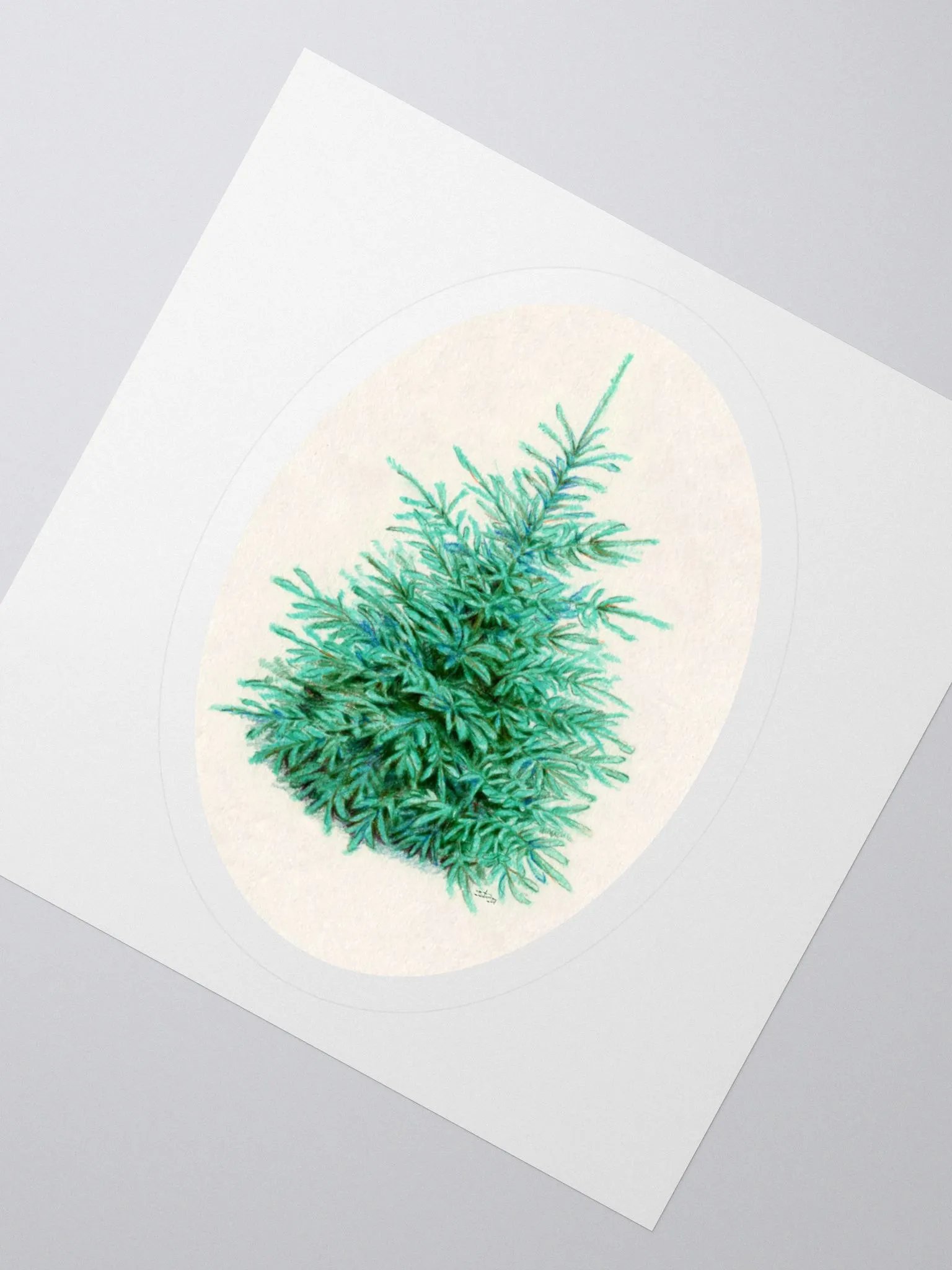 Blue spruce (Picea pungens) illustration sticker product image (3)