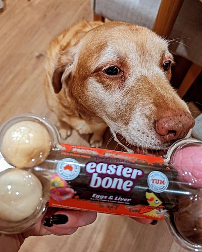 Darling Belle enjoying her Easter snacks! I hope everyone had an enjoyable Easter 💗💗
.
.
.
.
.
.
.
.
#bellethelabrador #labra...