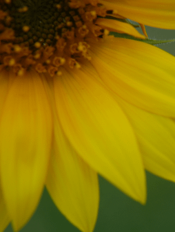 Sunflower Digital Wallpaper Set product image (1)