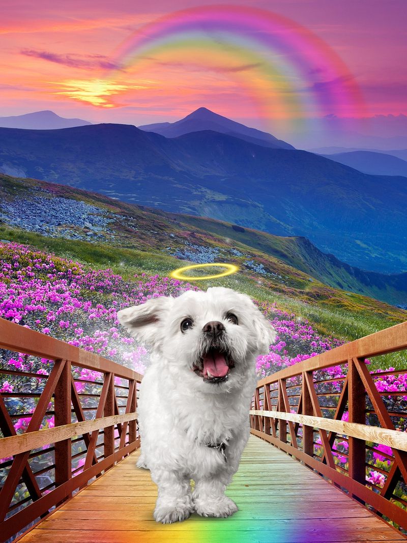 Rainbow Bridge Custom Portrait